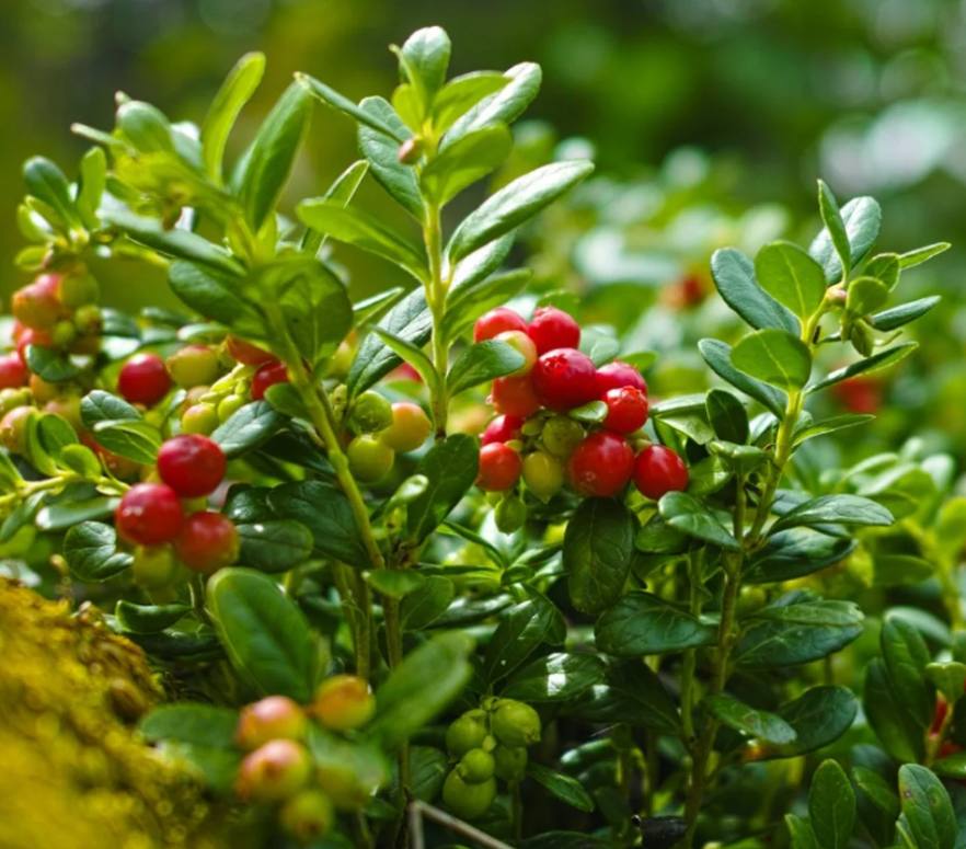 How to Grow Cranberry
