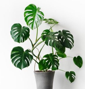 Monstera deliciosa - or the Swiss Cheese Plant