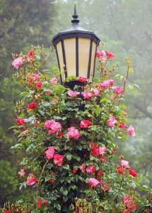 Rose Around The Garden Lights