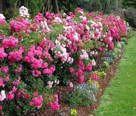 13 Standard Rose Garden Ideas For Yard To Inspire - Final Gardening