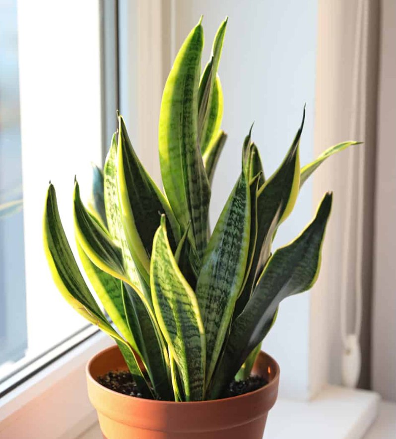 Top 7 Easy to Maintain Indoor Plants for Your Little Home - Final Gardening