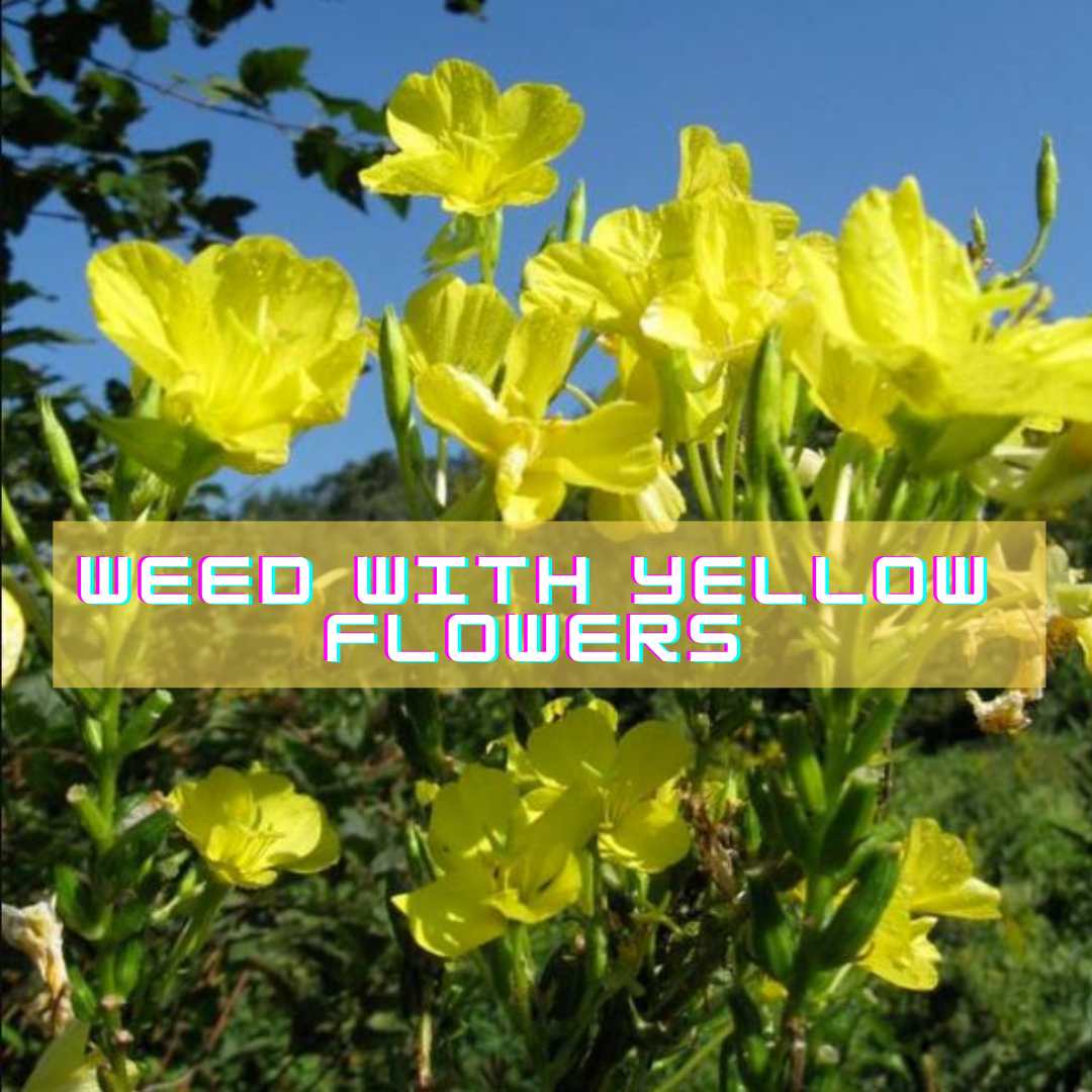 weed with yellow flowers