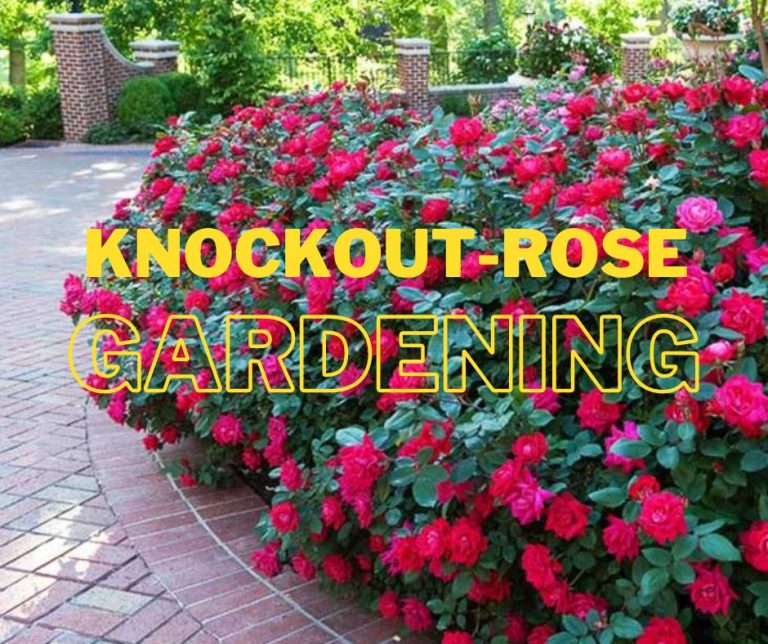 Most Effective Knockout-rose Garden Ideas To Beautify Your Home