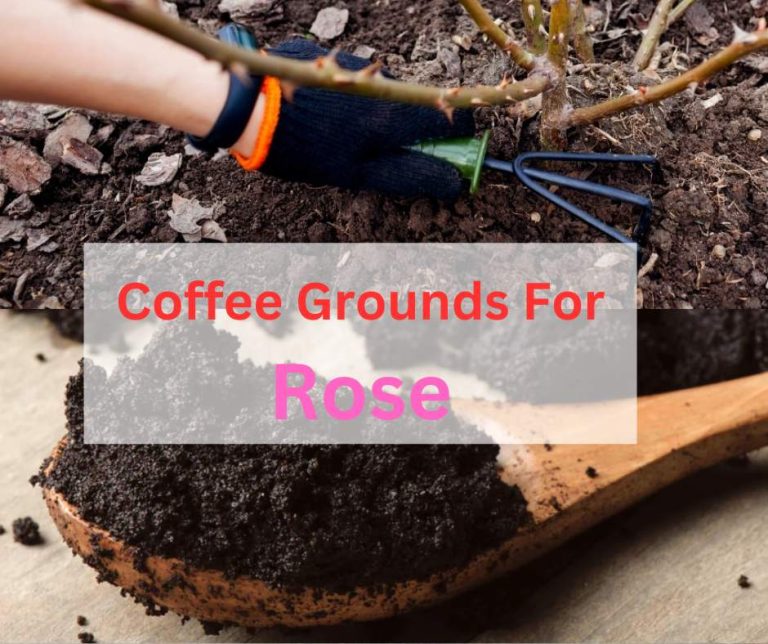 Are Coffee Grounds Good For Rose Plants?