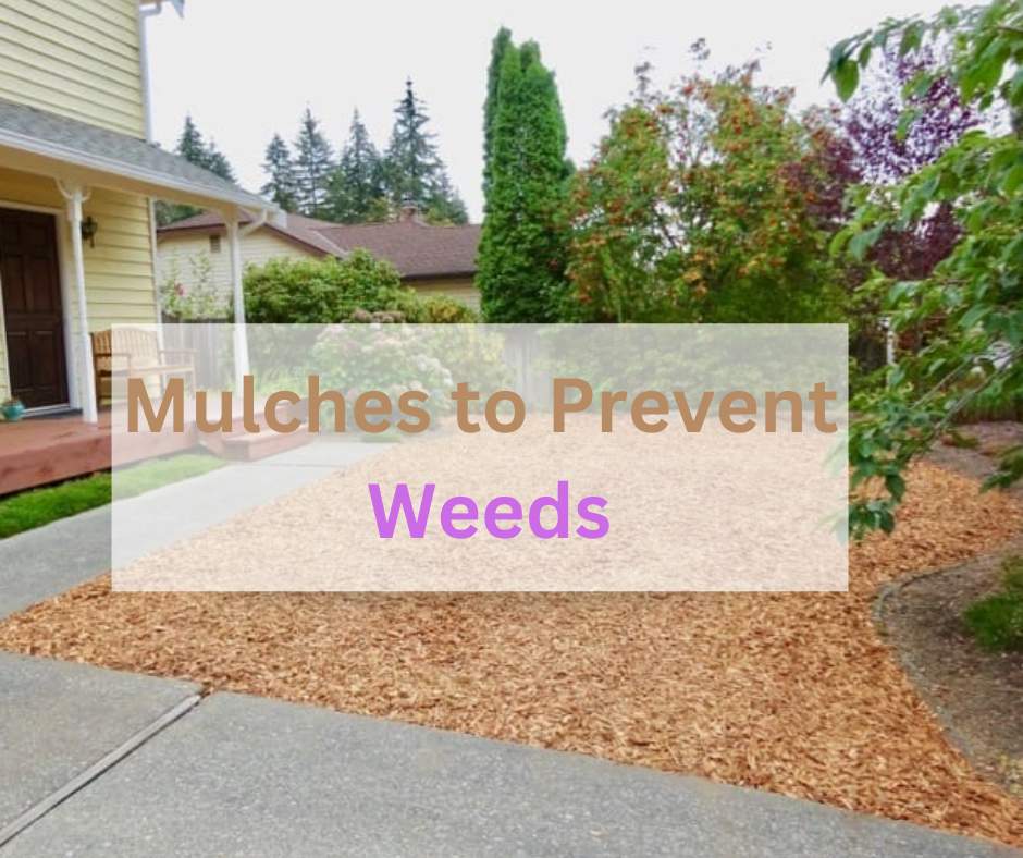 Garden Mulches to Prevent Weeds