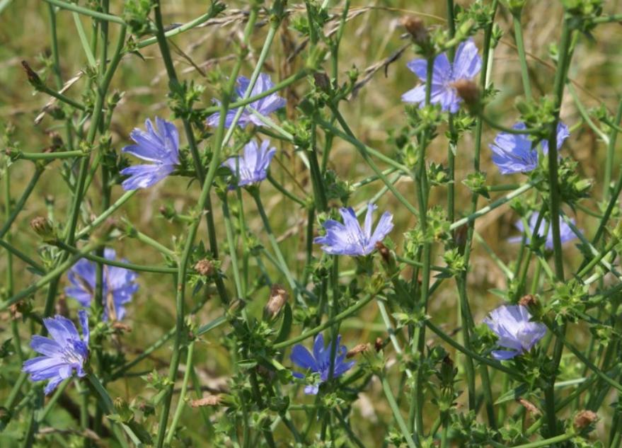 Chicory blue flower weed 