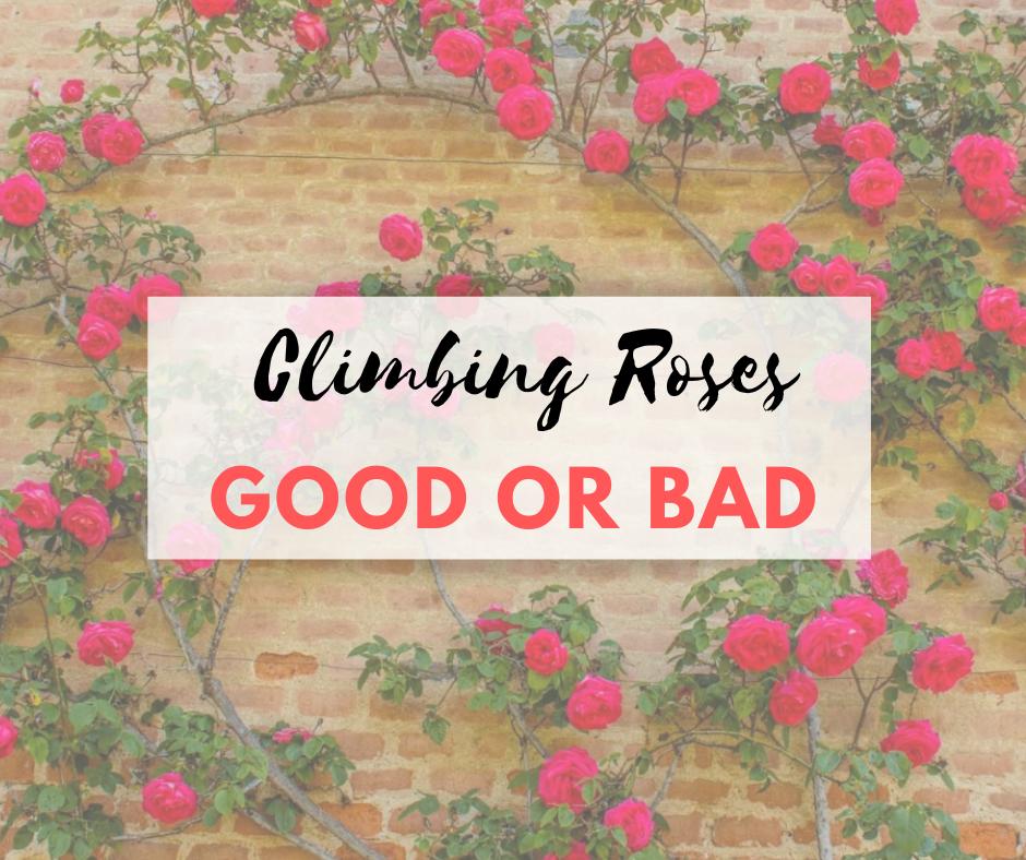 Climbing Roses Bad For House