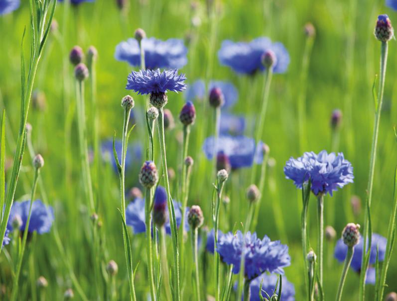 Cornflower weeds with blue flowers