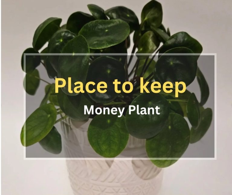 Top 8 Placements For Money Plants In View Of Feng Sui