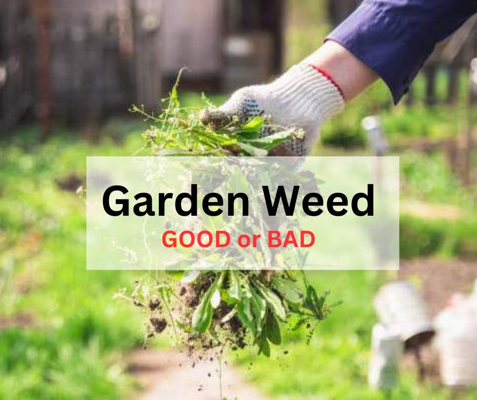 Good, Bad Side of Garden Weeds