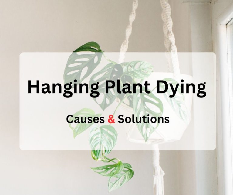 Why Is My Hanging Plant Dying? (causes and solutions)
