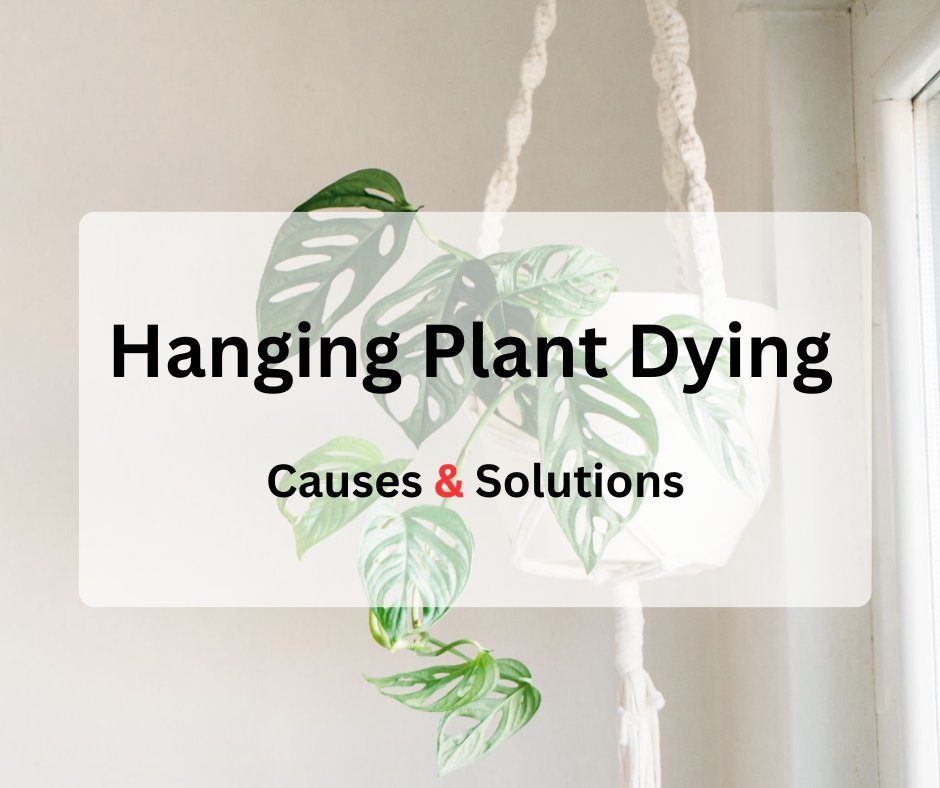 Hanging Plant Dying