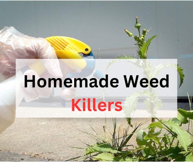 8 Safe Homemade Weed Killers for Your Vegetable Garden (DIY Remedies)