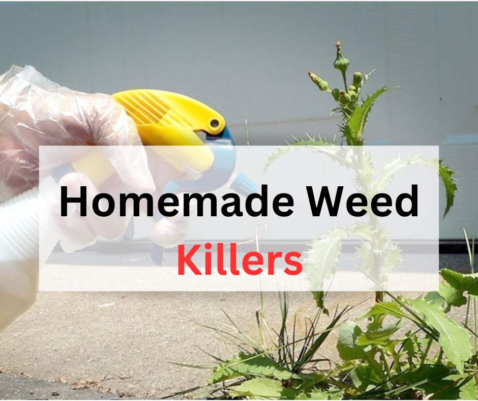 Homemade Weed Killers for Your Vegetable Garden