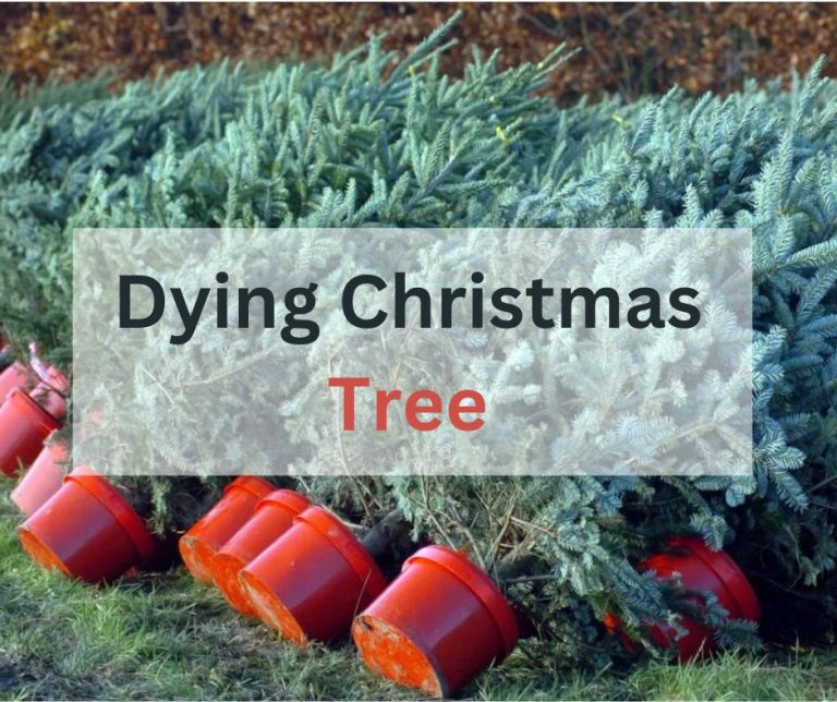 How To Revive A Christmas Tree? ( Tips And Techniques To Follow Out)