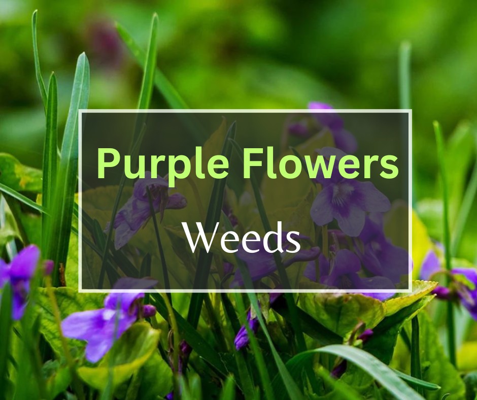 Weeds With Purple Flowers