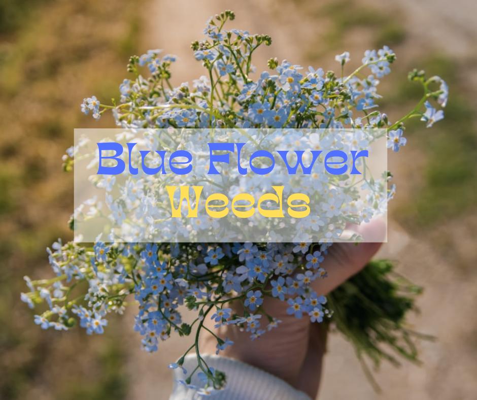 weeds with blue flowers