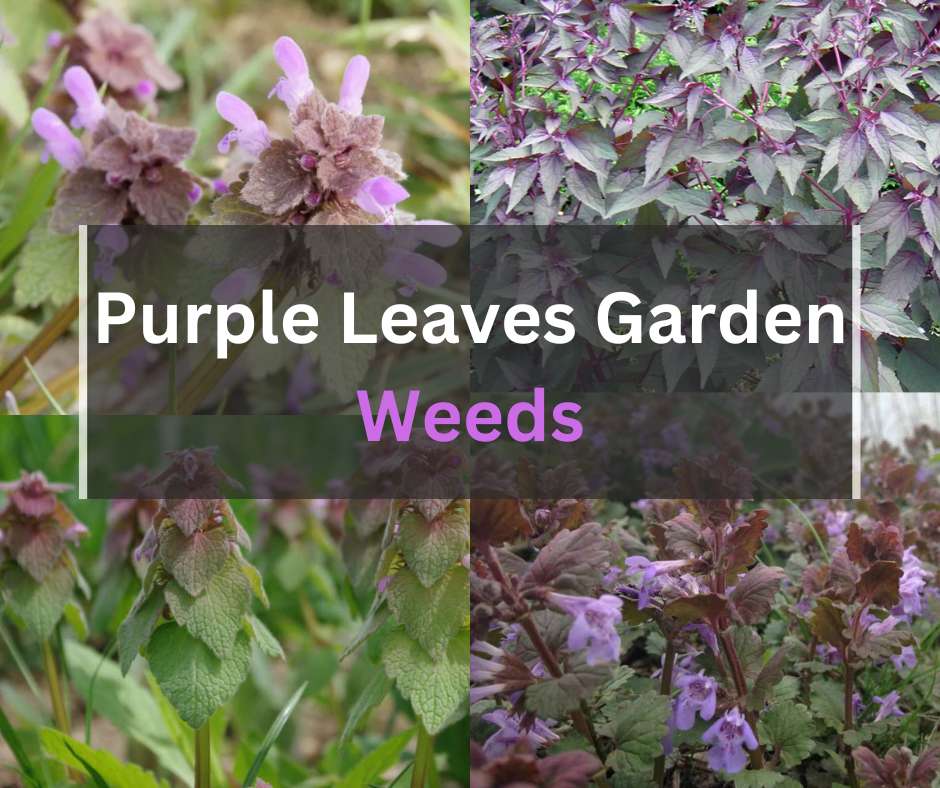 Garden Weeds With Purple Leaves