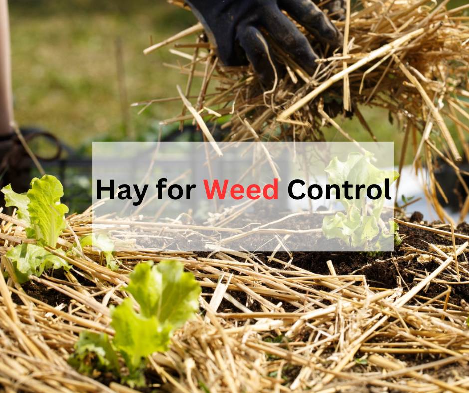 Hay for Weed Control