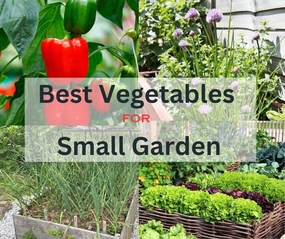 Best Vegetables for Small Garden