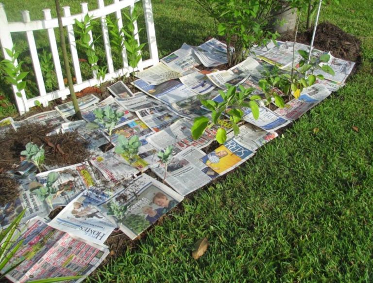 Newspaper for Weed Control: How To Prepare and Use It?
