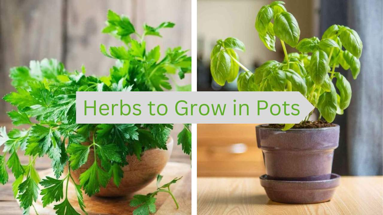 Herbs to Grow in Small Pots